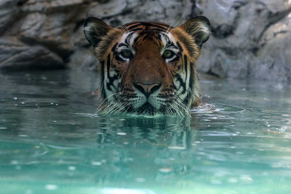 A tiger cools off in the water inside an enclosure during a hot day at the Veermata Jijabai Bhosale Udyan, also known as Byculla Zoo, in Mumbai, India, 25 April 2023. EPA-EFE/DIVYAKANT SOLANKI