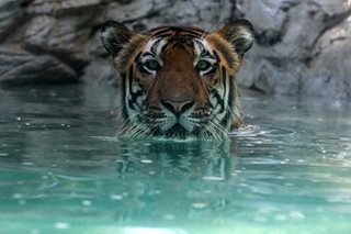 Protecting India's tigers also good for climate: study