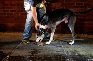 Washington recruits dogs and cats in war on rats