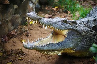 Alligator kills US woman, guards her body 