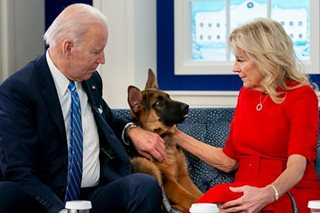 From White House to doghouse: Biden pet Commander accused of biting