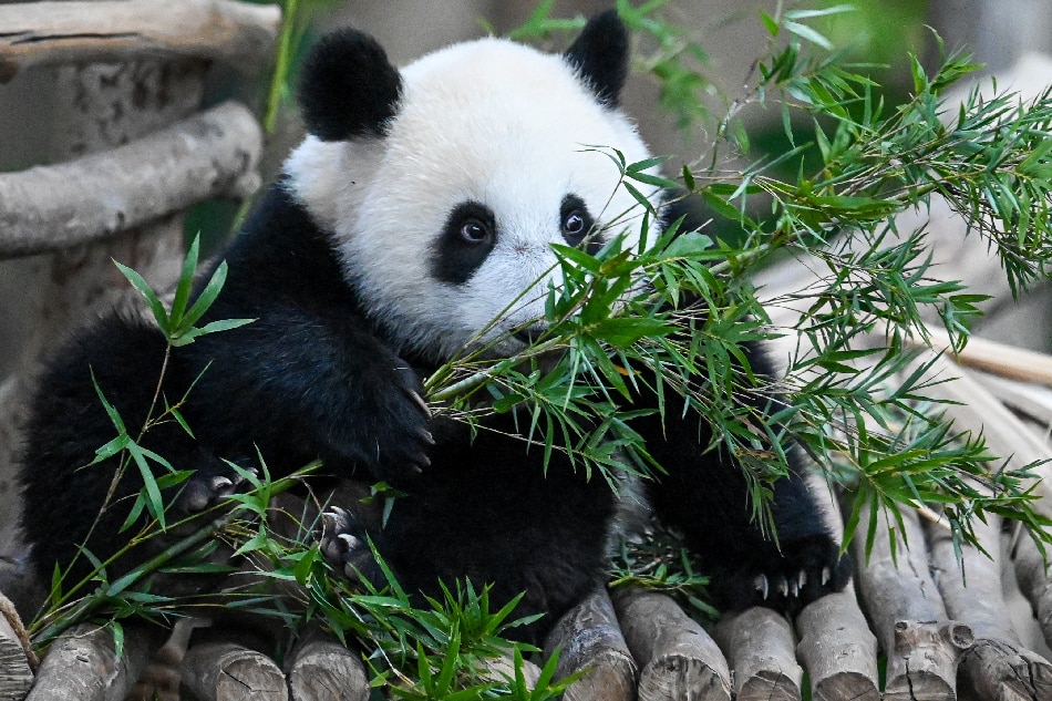 Sheng Yi, a female panda, forages on bamboo leaves inside the panda enclosure at the National Zoo in Kuala Lumpur on May 25, 2022. Tearful Malaysians said goodbye to two panda cubs August 29, 2023 as authorities prepared to send them to China after years of delays because of the Covid-19 pandemic. Mohd Rasfan, AFP