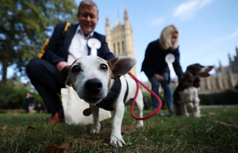 British Parliament holds Westminster Dog of the Year ABSCBN News