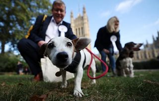 British Parliament holds Westminster Dog of the Year