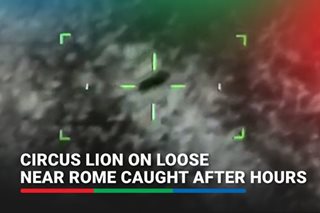 Circus lion on loose near Rome caught after hours