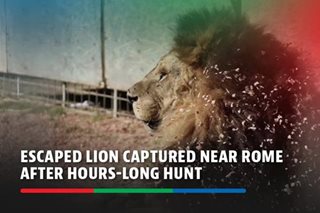 Escaped lion captured near Rome after hours-long hunt