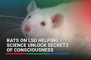 Rats on LSD helping science unlock secrets of consciousness