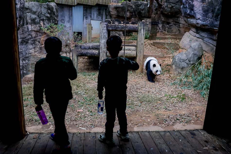 Last giant pandas in US