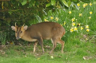 'Barking deer' in Japan causing havoc