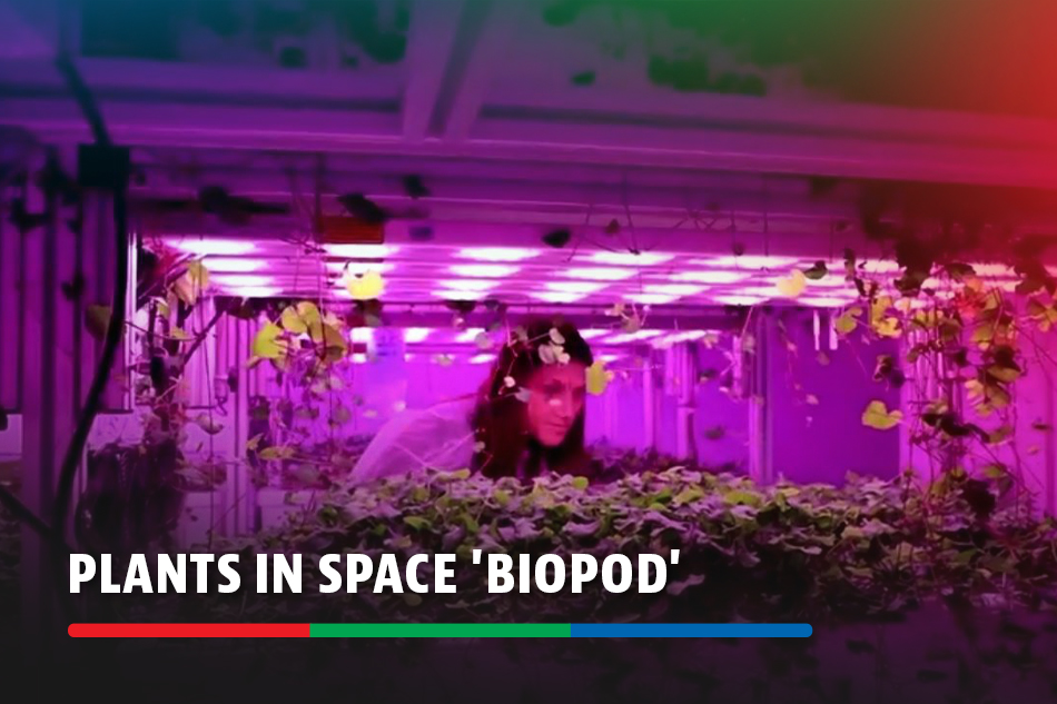 Plants in space 'biopod': a French firm's answer to climate change