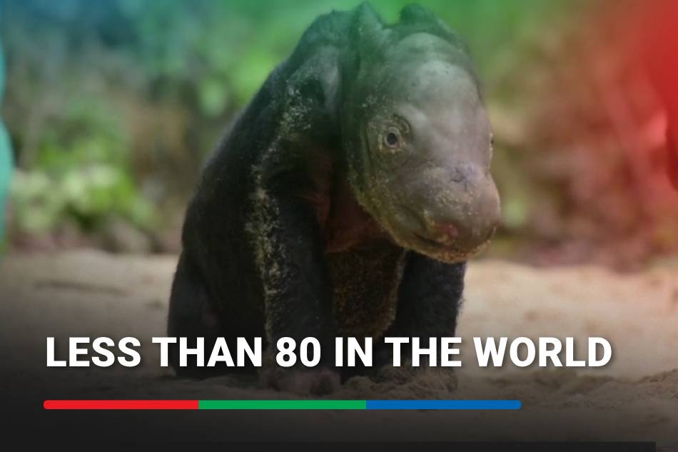 Critically endangered Sumatran Rhino baby born in Indonesia