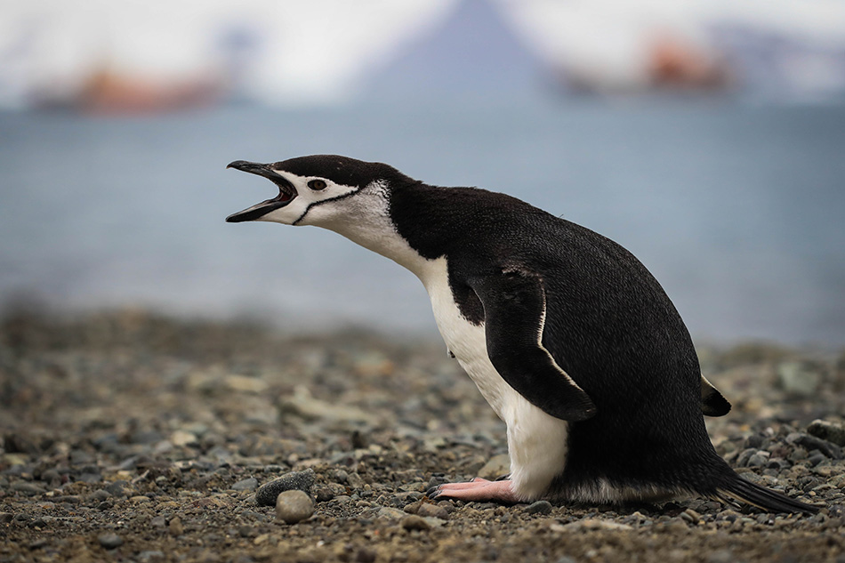 A chinstrap penguin (Pygoscelis antarcticus) on King George Island, Antarctica, 16 January 2020 (issued 25 February 2020). The frozen continent is quickly becoming a popular destination for thousands of tourists, whose presence on the virgin lands has a strong environmental impact on the delicate ecosystems that are already suffering due to global warming. Antarctica remains virtually uninhabited by humans, except for the handful that temporarily live on research stations. EPA-EFE/FEDERICO ANFITTI 