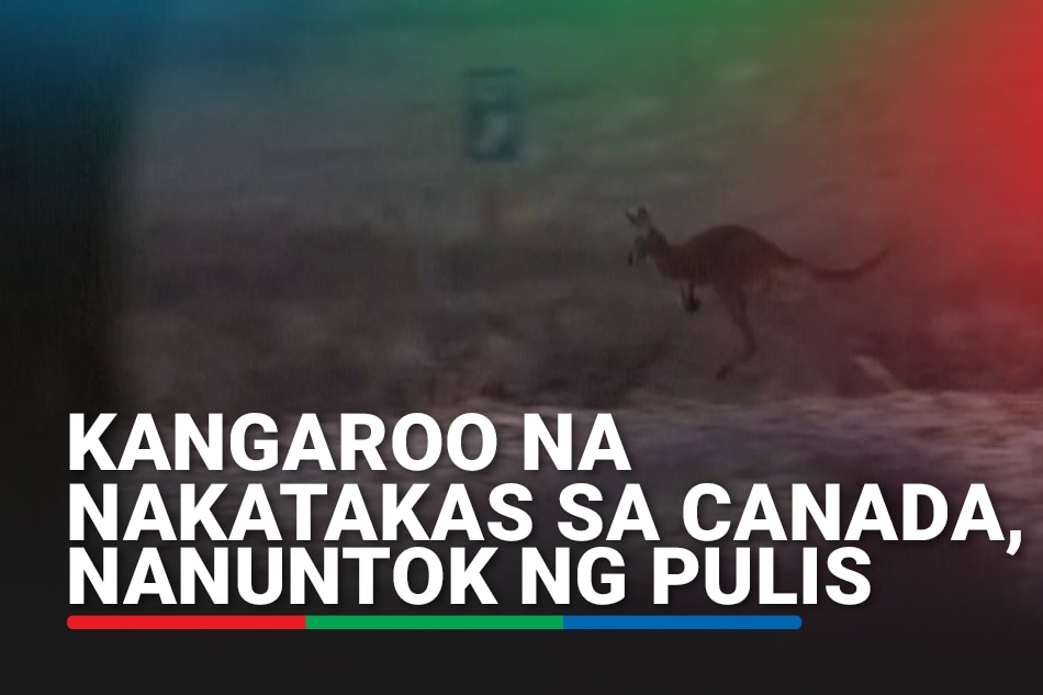 Kangaroo na nakatakas sa Canada, nanuntok ng pulis
