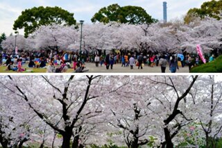 Pamumulaklak ng cherry trees sa Japan, dinarayo ng mga Pinoy 