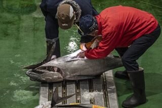 Japan tuna price soars past P15-M at New Year auction