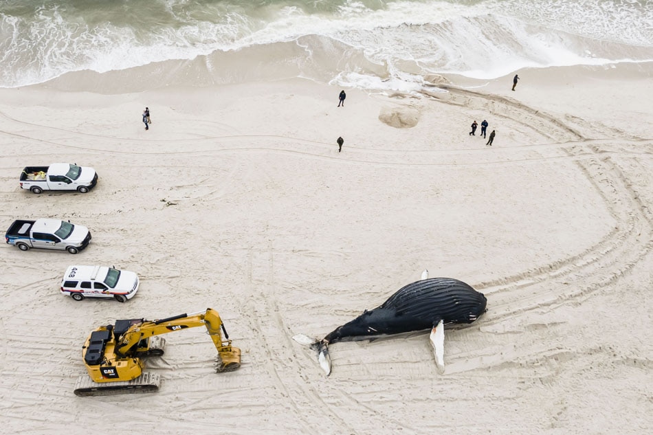 Dead humpback whale found in New York