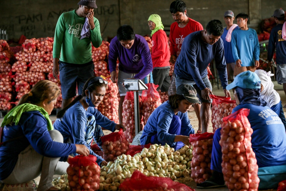 Harvest season in 'onion capital of the Philippines'