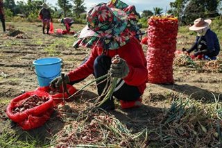 Drop in onion farmgate prices hurting farmers