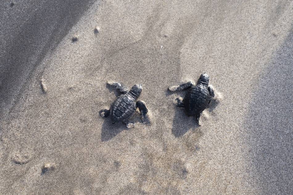 Newly hatched sea turtles make their way into the sea after leaving a conservation center in Kuta, Bali, Indonesia, 16 September 2022. The sea turtle conservation efforts in Kuta have been conducted since 2002 to protect sea turtles. EPA-EFE/MADE NAGI