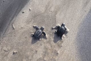 Warming oceans threaten sea turtle reproduction: study
