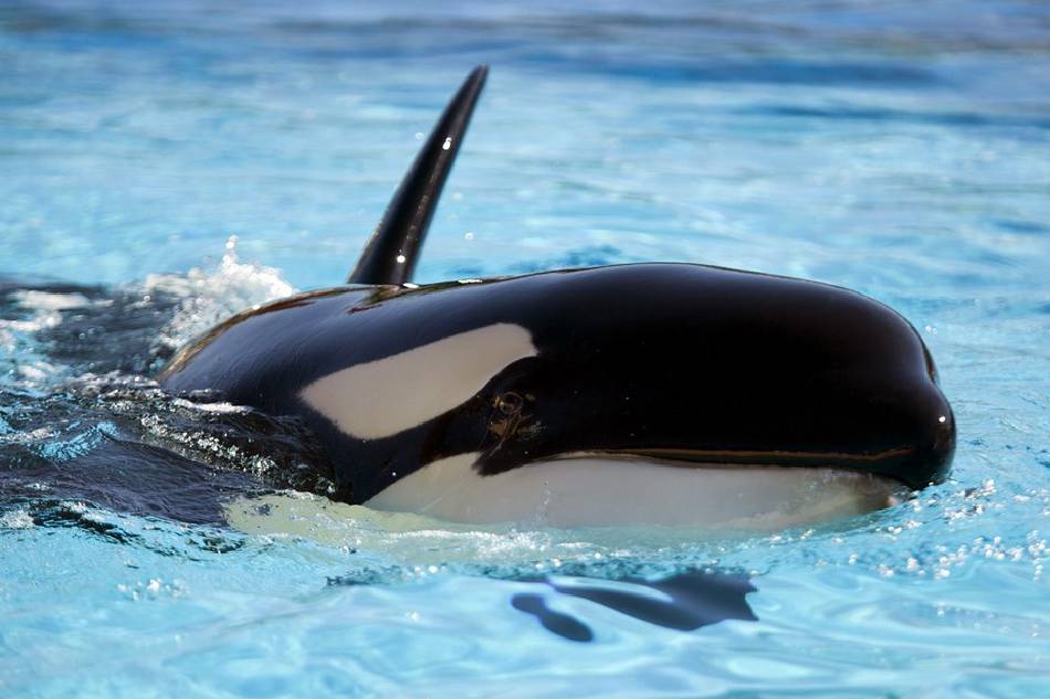 Killer whale 'Morgan' enjoys the pool at the Loro Parque delfinarium in Puerto de la Cruz, Tenerife island, Canary Islands, Spain, Nov. 30, 2011. Morgan, a 4-year-old female, was found injured off the coast of The Netherlands and has been transferred by a court order from the Dutch dolphinarium where it was kept. Ramon De La Rocha, EPA/File