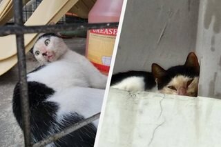 Cat that survived condo fall dies due to poor health