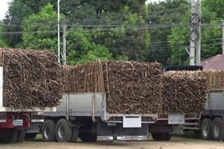 Sugarcane farmers hiling ang tulong dahil sa aberya sa mga gilingan