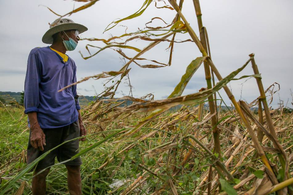 Farmer Dulo Ramirez, 83, salvages whatever he can from his cornfield in Tuguegarao on Aug. 24, 2022 after most of the crops were damaged by the onslaught of tropical storm Florita. Jonathan Cellona, ABS-CBN News/File