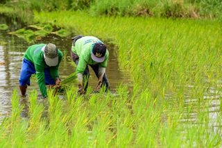 Marcos Jr OKs over P13-B financial aid to rice farmers: Palace