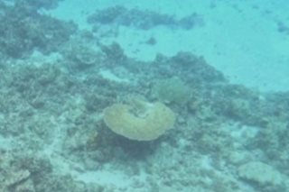 Corals sa Rozul Reef, nasimot na umano ng China