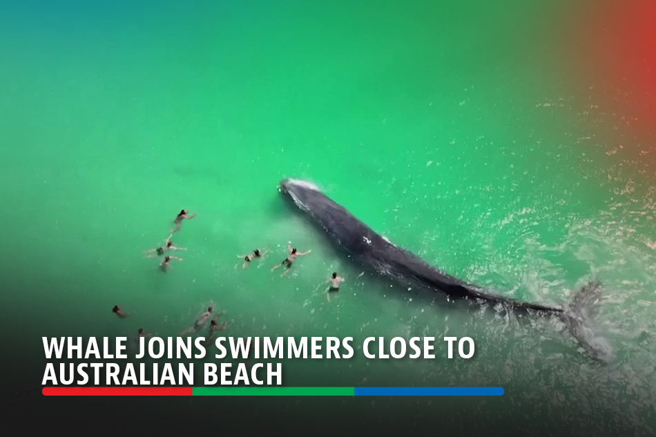 Whale joins swimmers close to Australian beach