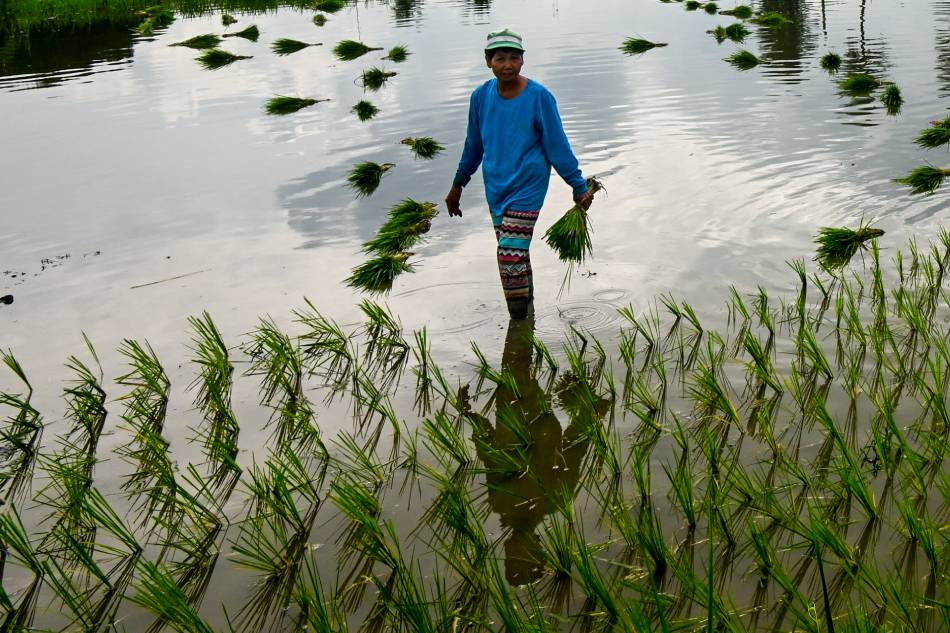 Farmers in Barangay Sumapang Matanda, Malolos, Bulacan plant seedlings in their farm lots at the start of the second planting season on Sept. 14, 2023. Maria Tan, ABS-CBN News/File 2