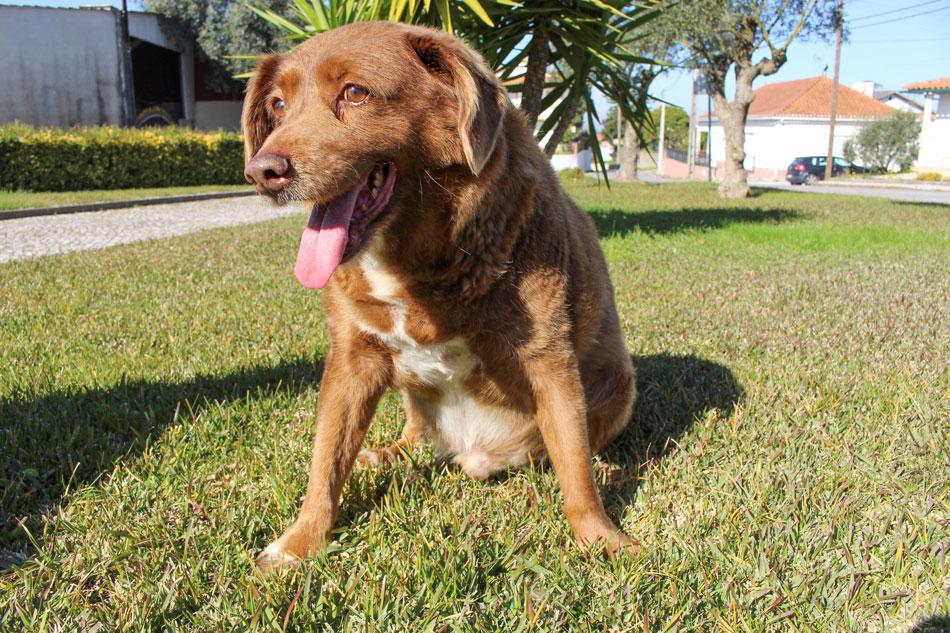 The dog, Bobi, that broke the record for oldest dog ever at 30 years-old, is pictured at Conqueiros, in Leiria, Portugal, Feb. 4, 2023. Catarina Demony, Reuters/File 