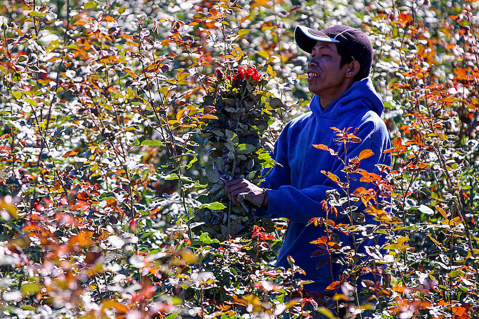 A farmer harvests roses in Barangay Bahong, often called as the Rose Capital of the Philippines, in La Trinidad, Benguet on February 5, 2021. Jong Gasmena, ABS-CBN News/File 2