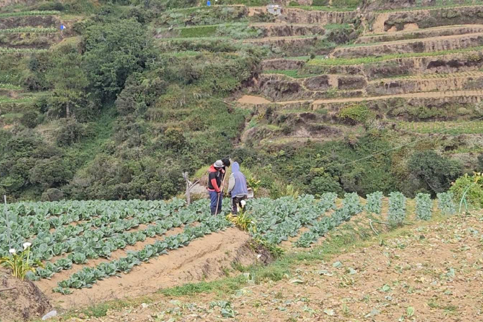 Farmers in Atok, Benguet tend to their cabbages on January 16, 2023. According to the farmers, it takes three to four months before cabbages are harvested. Arra Perez, ABS-CBN News