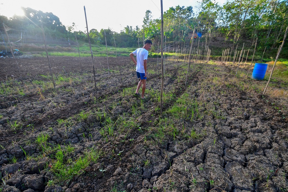 A rice field dries up due to heat and lack of water in Batangay Casalat, San Ildefonso, Bulacan on January 15, 2024. The lack of rain and water flowing through for irrigation in some parts of the municipality has left some farmers struggling and requesting for aid. Mark Demayo, ABS-CBN News/File.