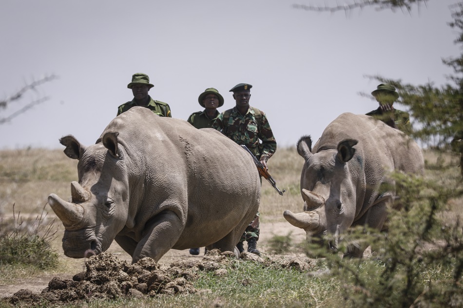 Escorted by armed rangers and caretakers, nineteen-year-old Fatu (R) and thirty-year-old Najin (L), the world
