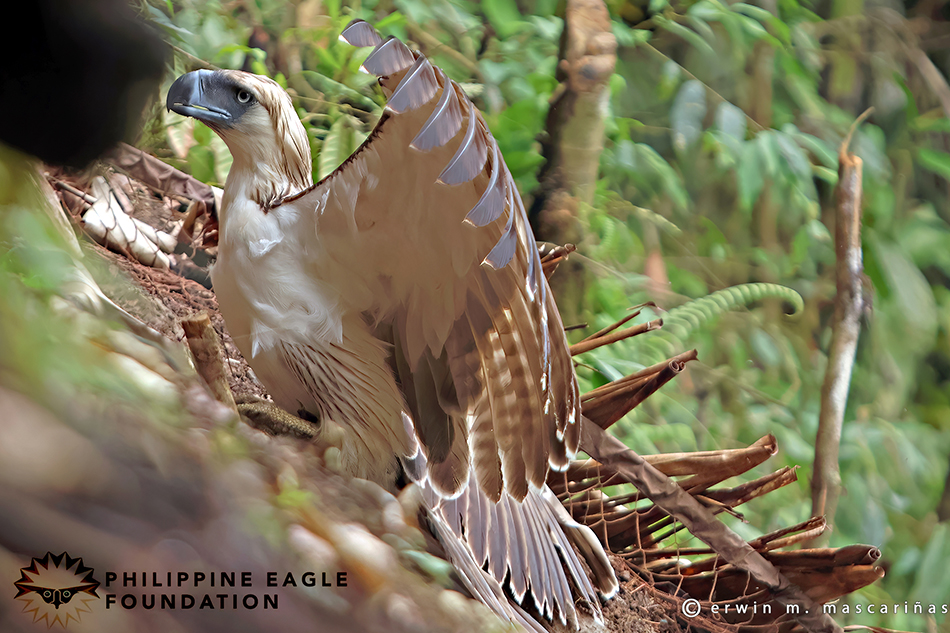 A one-eyed Philippine Eagle found blind in its right eye was rescued last January 2. Philippine Eagle Foundation/Ron Taraya/Erwin Mascariñas