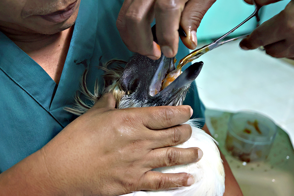 A one-eyed Philippine Eagle found blind in its right eye was rescued last January 2. Philippine Eagle Foundation/Ron Taraya/Erwin Mascariñas