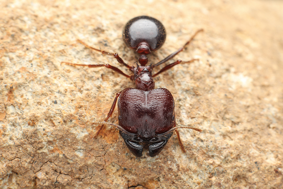  Big head ant (Pheidole megacephala). Image by Kramthenik27