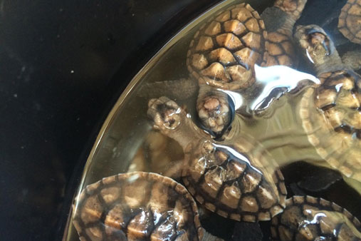 LOOK: 525 Hawksbill turtles rescued in Palawan | ABS-CBN News