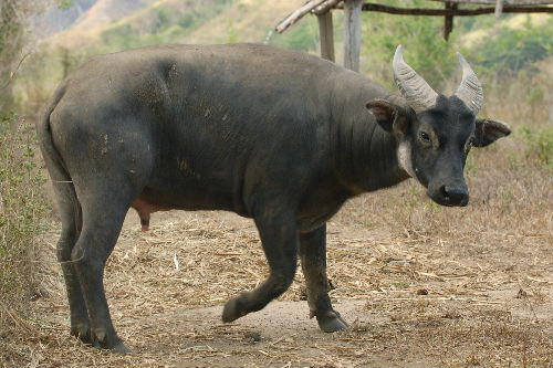 Philippines' rare tamaraw charges against extinction | ABS-CBN News