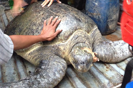 Wounded green sea turtle rescued off Zamboanga Sibugay | ABS-CBN News