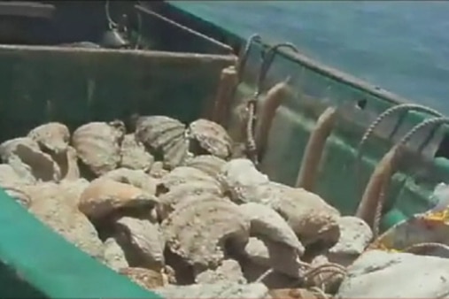 giant clam poaching