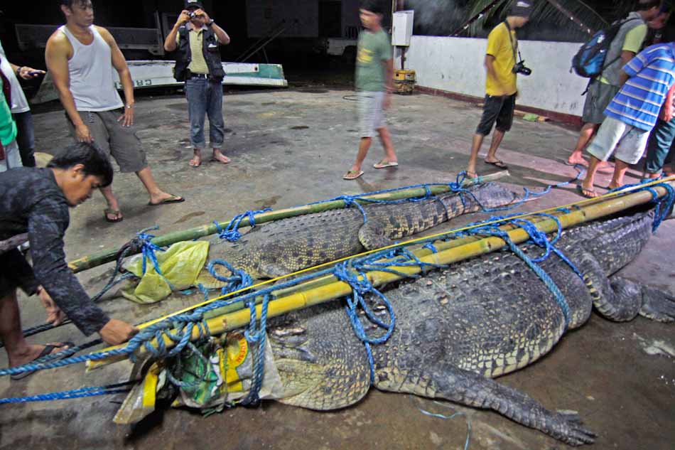 Crocodile farming: how Philippine home improvement entrepreneur got into  it, and became an LVMH supplier