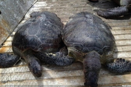 Rescue saves rare Philippine turtles from 'brink of extinction' | ABS ...