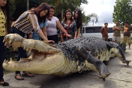 LOOK: 'Longlong' is Crocodile Park's newest attraction | ABS-CBN News