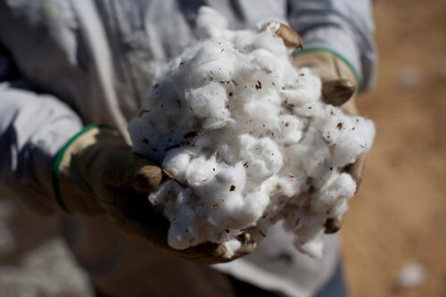 Why cotton is no longer king of US apparel industry | ABS-CBN News