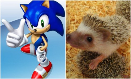 The not-so-blue hedgehog as pet | ABS-CBN News