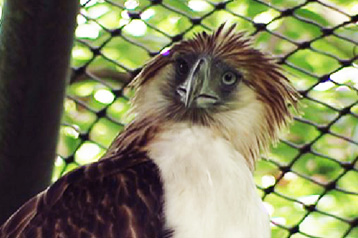 Man Gets 6 Years For Eating Eagle 